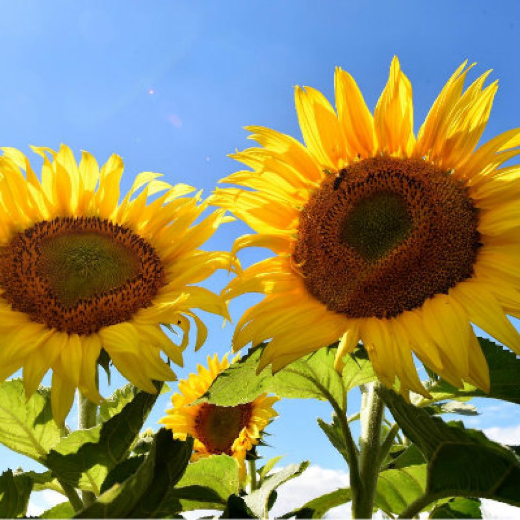 Sonnenblume Sonnenblume